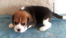 Martina Girl 1 Side 4 weeks